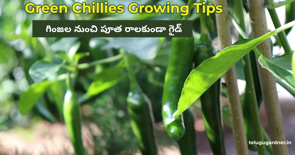 Green Chillies Growing Tips Telugu