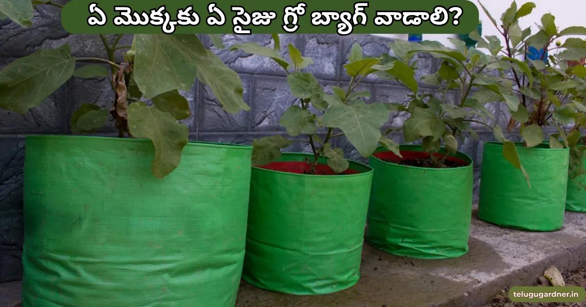 Grow Bag Sizes for Terrace Garden Telugu
