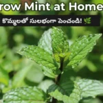 Grow Mint from Cuttings