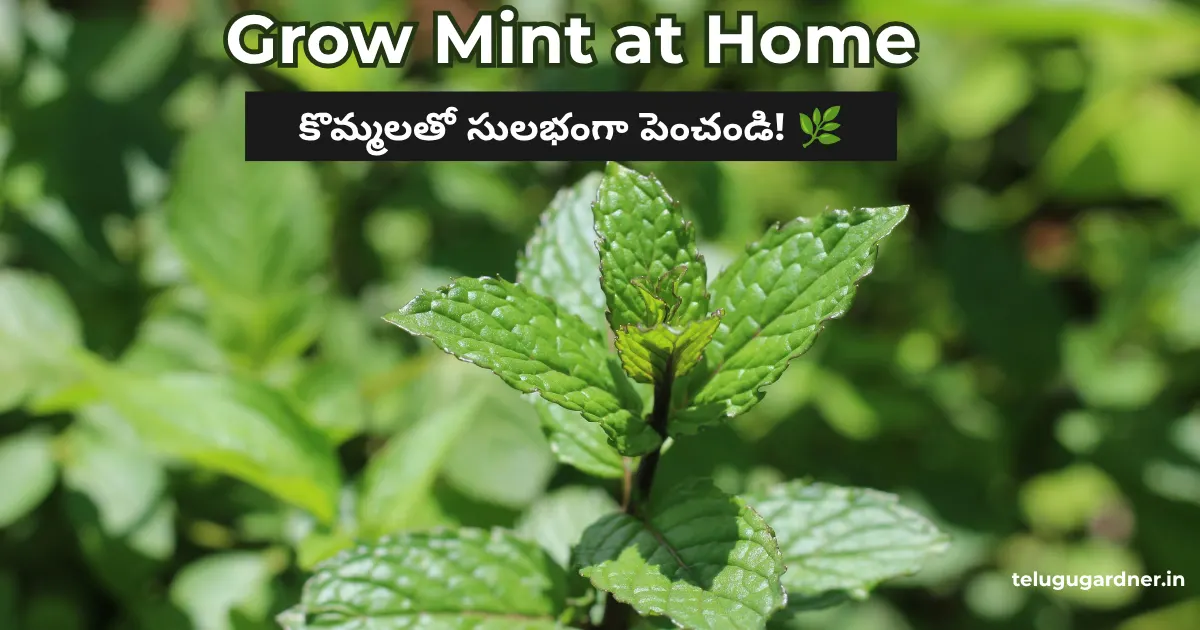 Grow Mint from Cuttings
