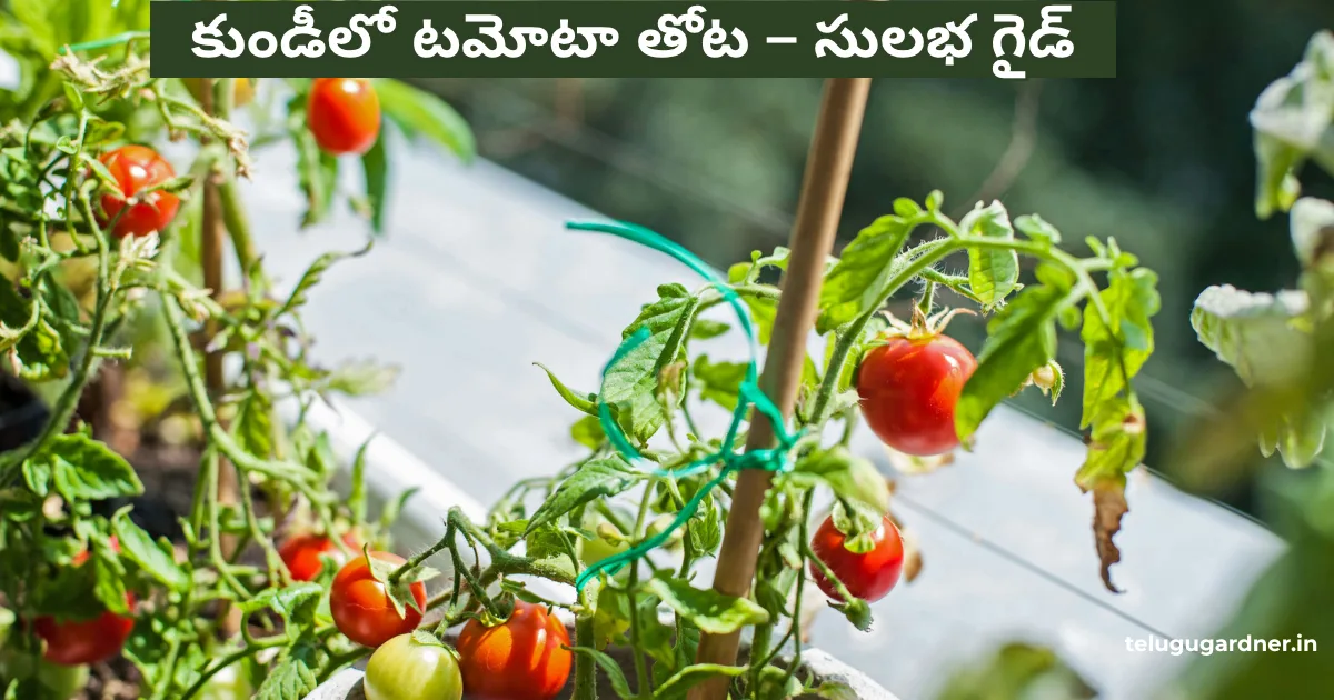 Grow Tomatoes In Pot Telugu