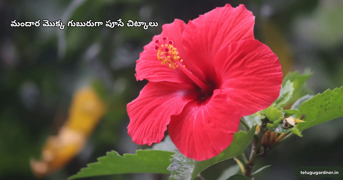 Hibiscus Care Telugu