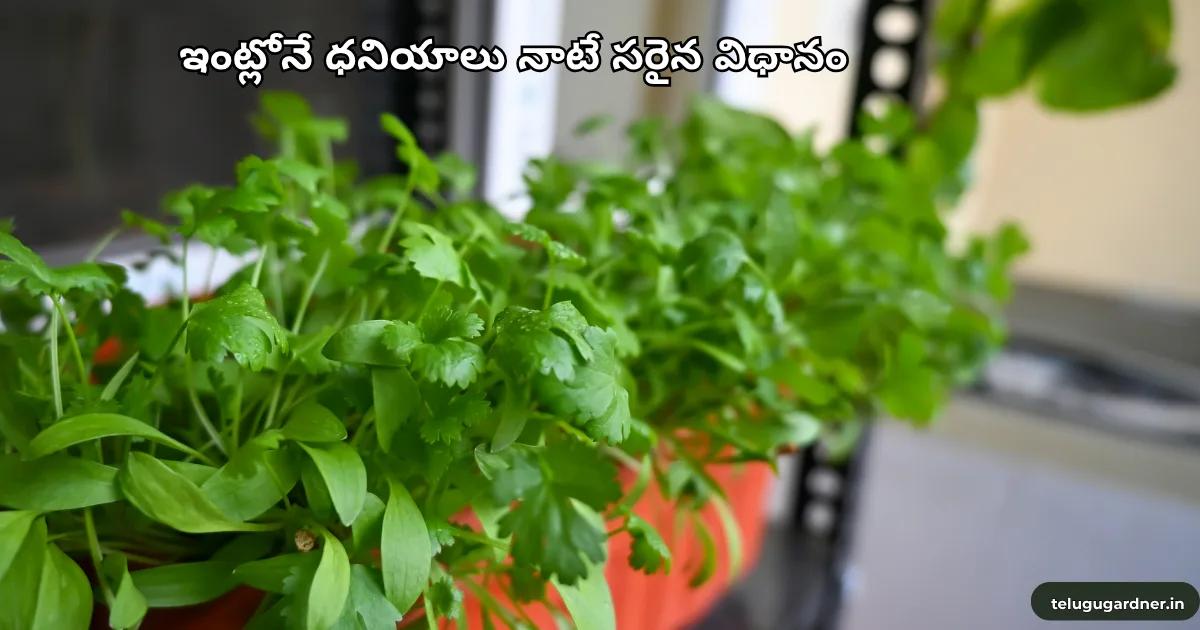 How To Grow Coriander At Home