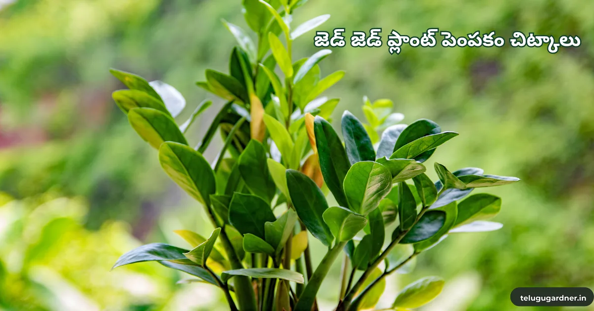 How to Care ZZ Plant in Telugu