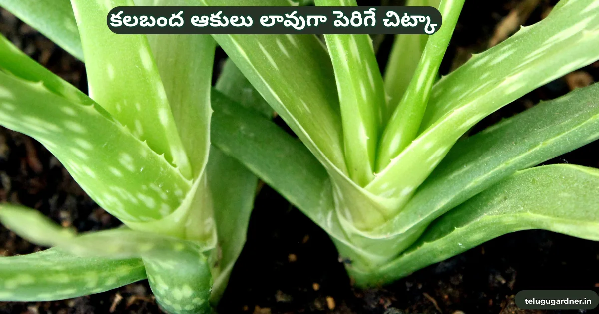 How to Care for Aloe Vera in Telugu