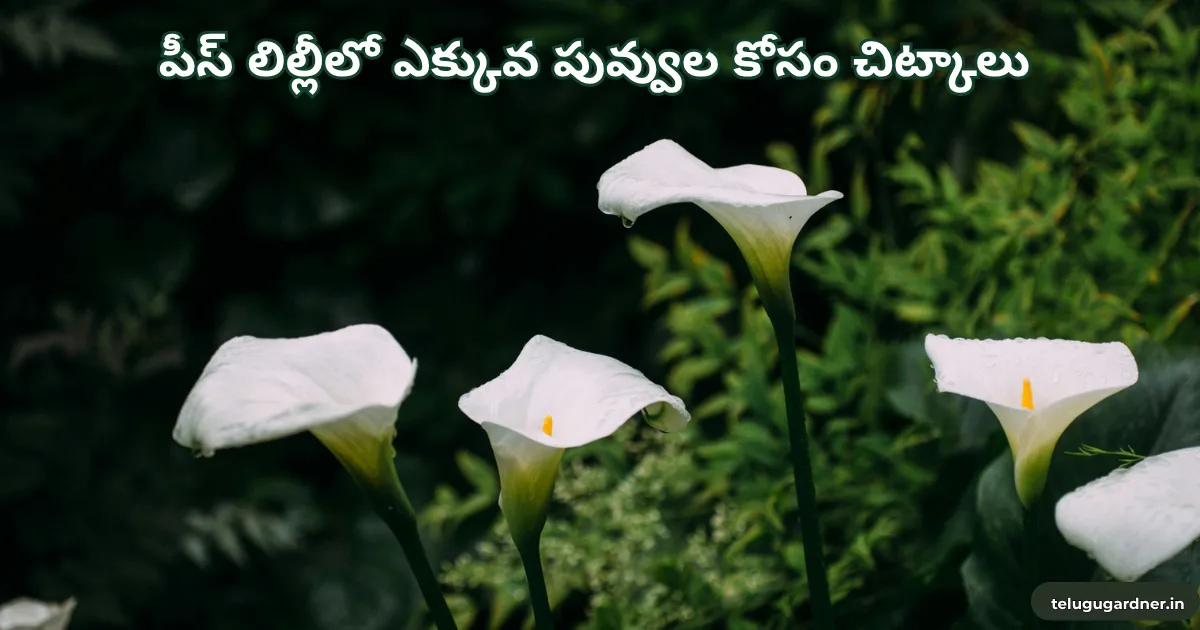 How to Care for Peace Lily in Telugu