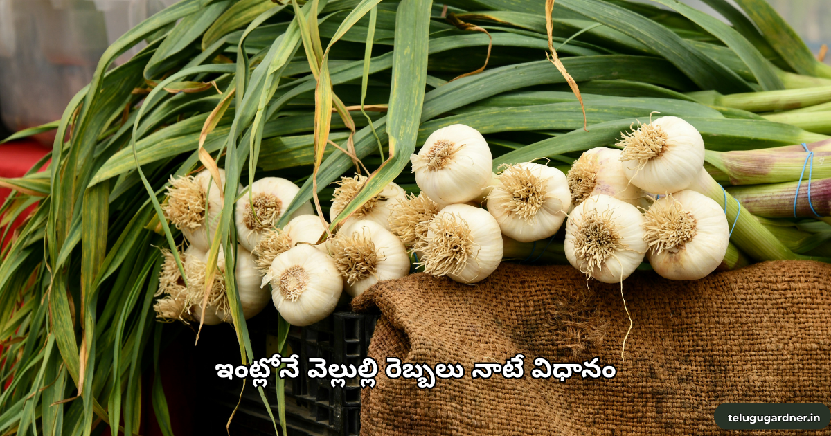 How to Grow Garlic in Telugu