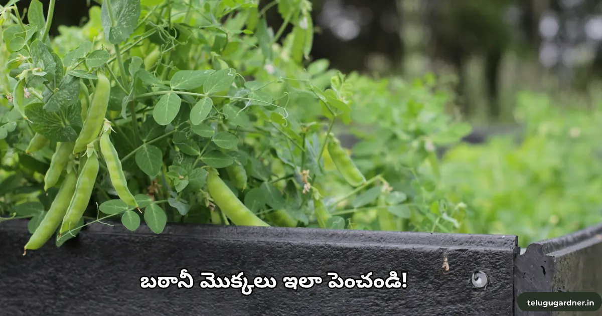 How to Grow Green Peas at HomeTelugu