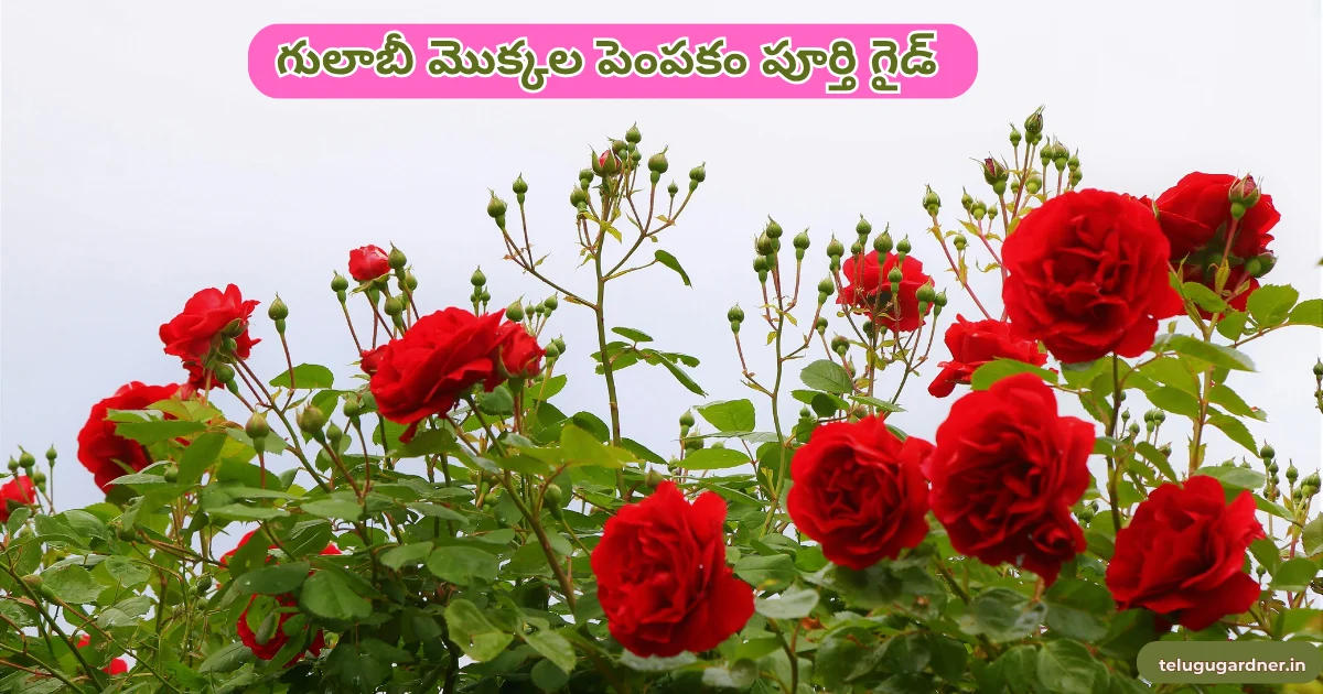 How to Grow Rose Plant Telugu