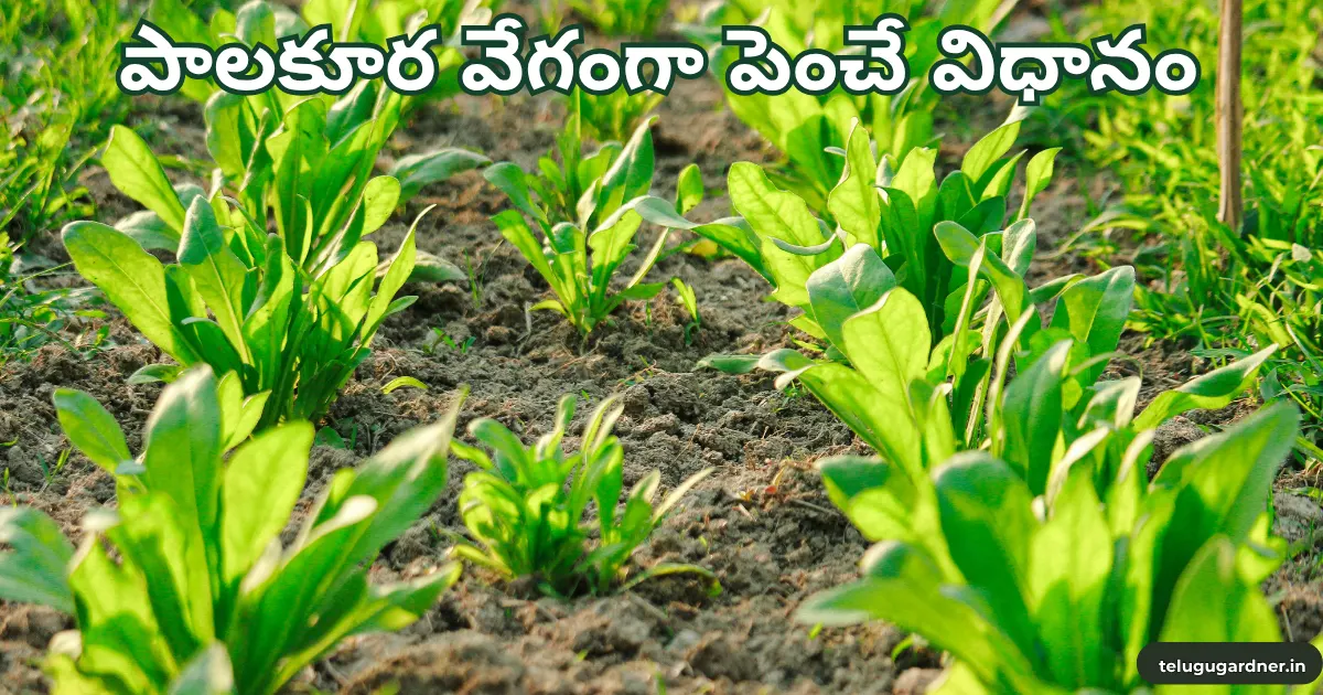 How to Grow Spinach in Telugu