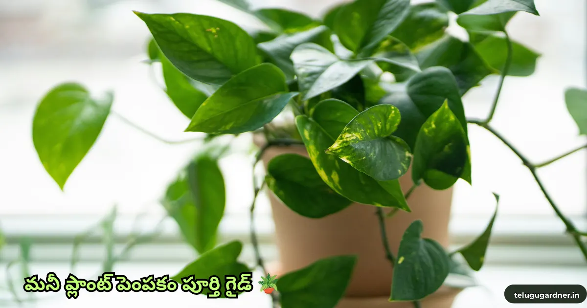 Money Plant Care Tips