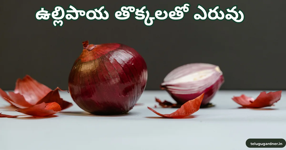 Onion Peel Fertilizer
