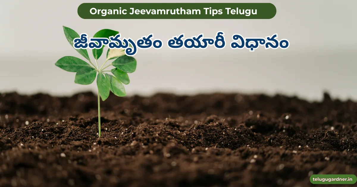 Jeevamrutham Tips