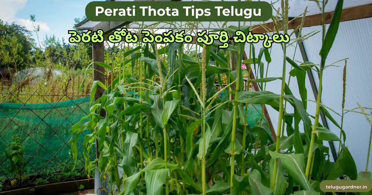 Perati Thota Tips Telugu