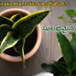 snake plant root rot treatment telugu gardening guide