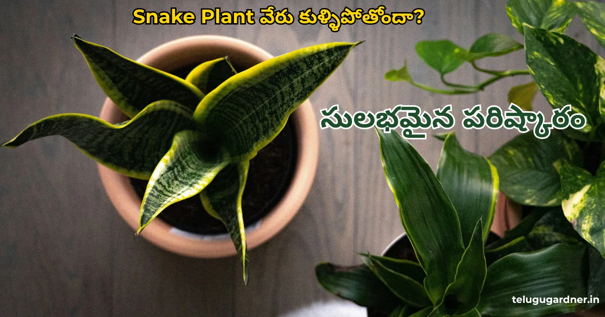 snake plant root rot treatment telugu gardening guide