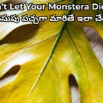 Why Monstera Leaves Yellowing