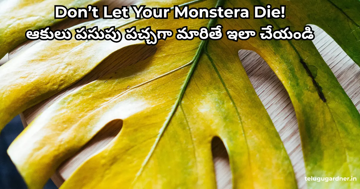 Why Monstera Leaves Yellowing