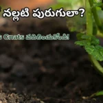 fungus gnats soil insects removal telugu gardening guide