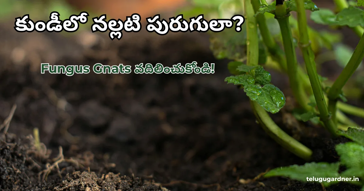 fungus gnats soil insects removal telugu gardening guide