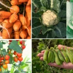 5 Winter Vegetables for Your Terrace Garden