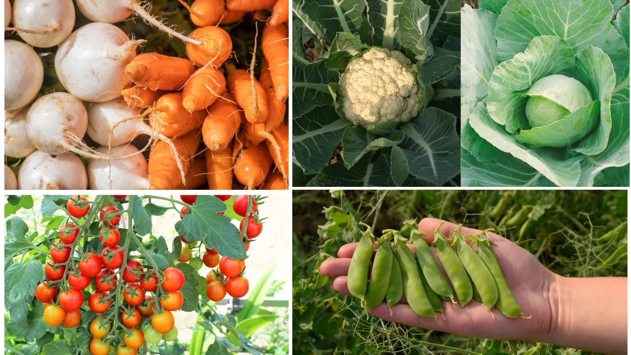 5 Winter Vegetables for Your Terrace Garden