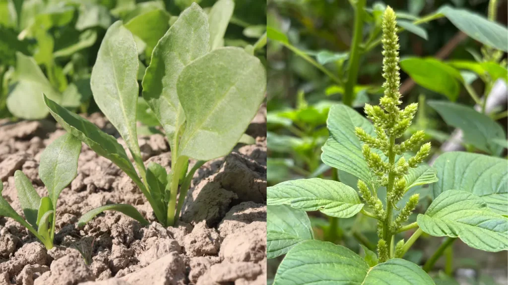 Bushy Amaranth and Spinach
