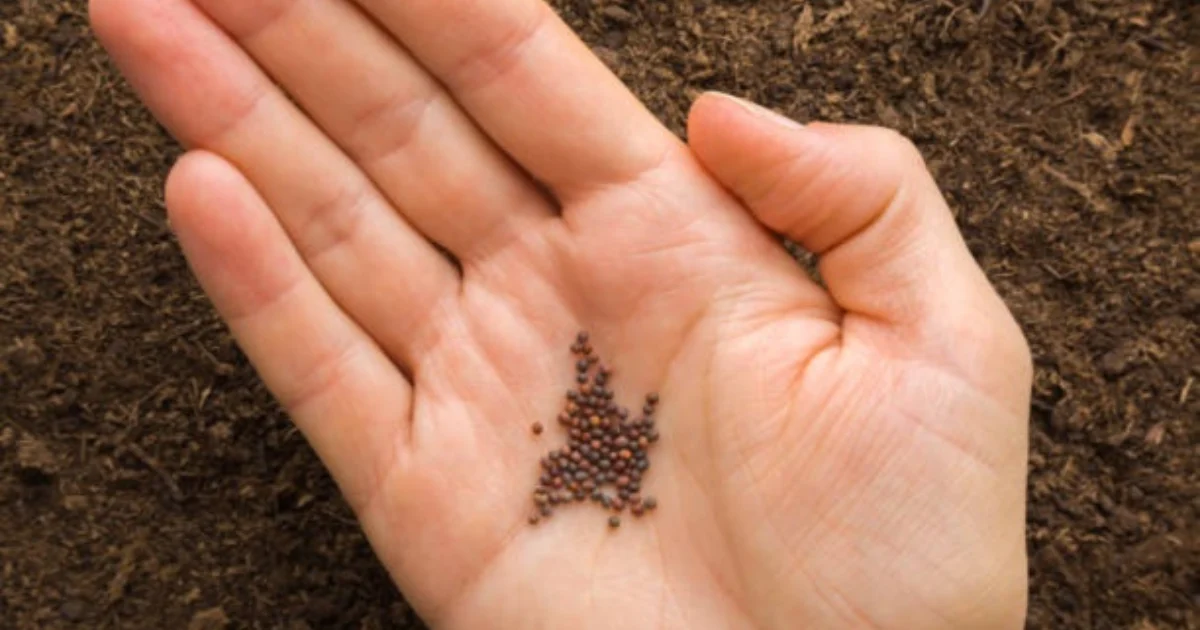 Cauliflower Seeds for Sowing