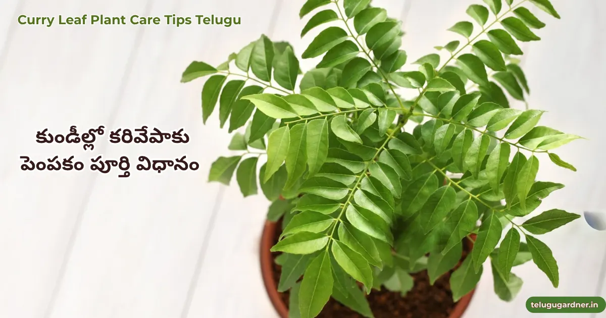 Curry Leaf Plant Care Tips Telugu