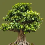 Ficus Bonsai Care in Telugu