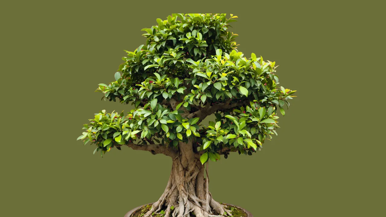 Ficus Bonsai Care in Telugu