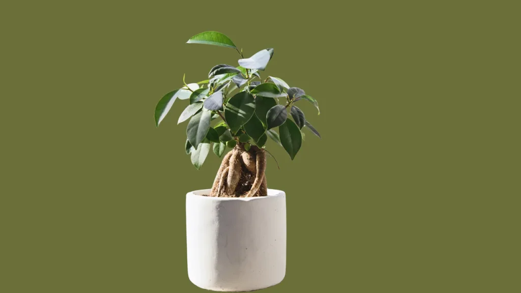 Ficus Religiosa Bonsai