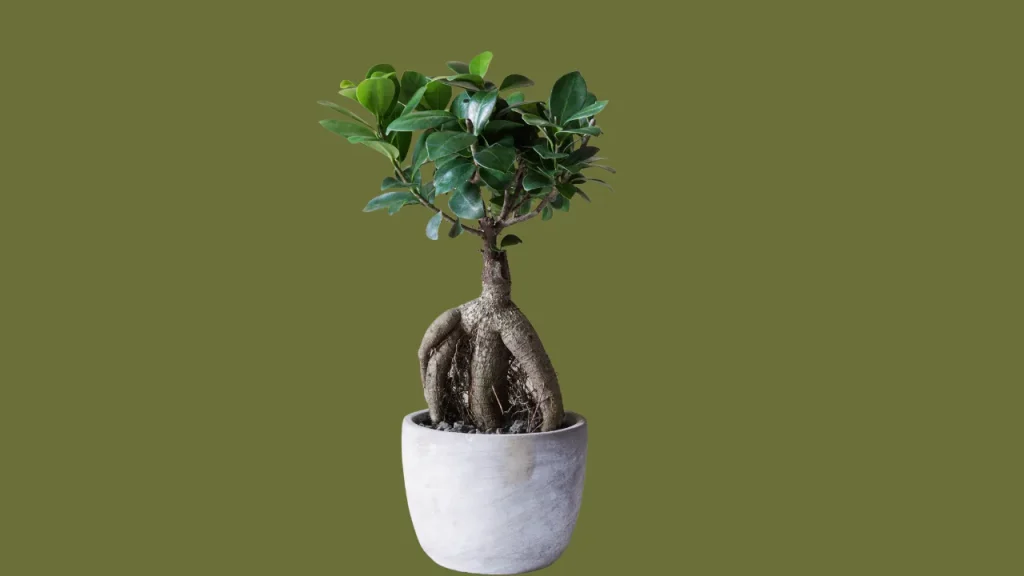 Ficus Retusa