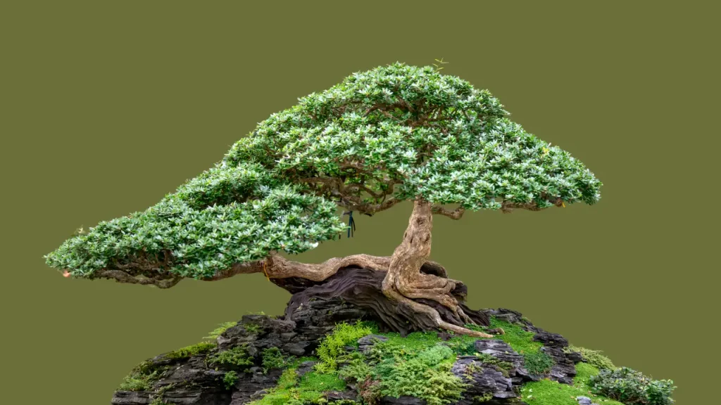 Ficus benghalensis bonsai
