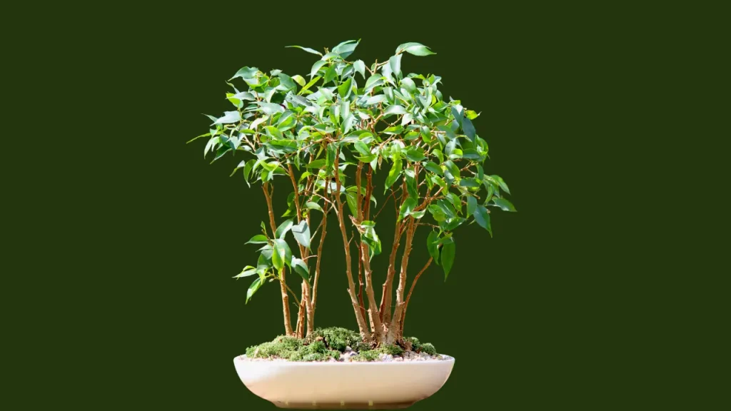 Ficus benjamina Bonsai