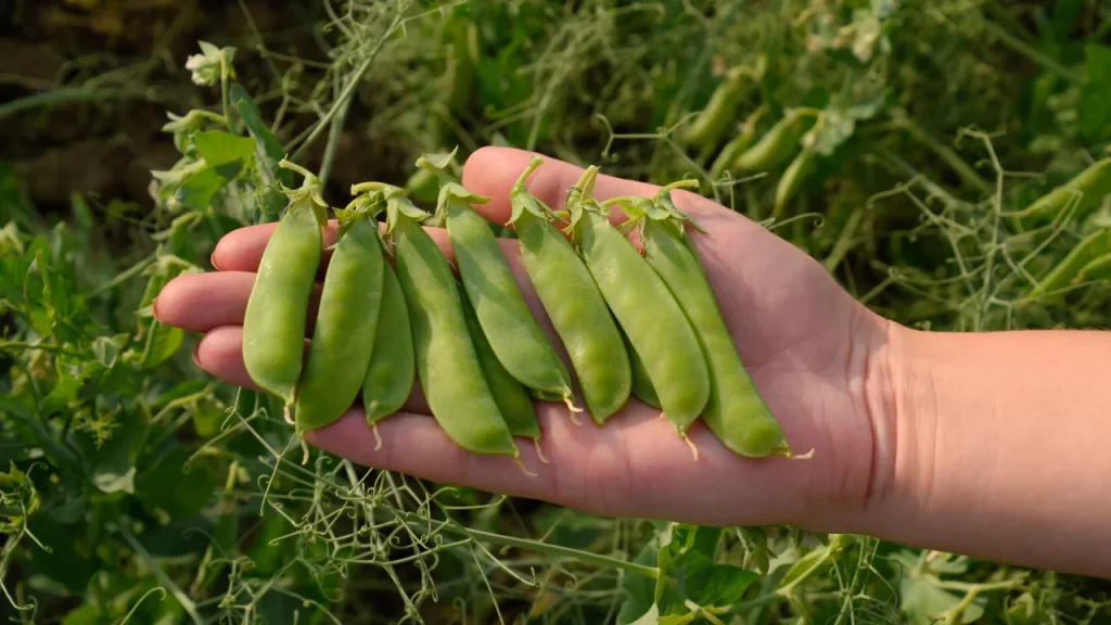 Green Peas Cultivation and Staking