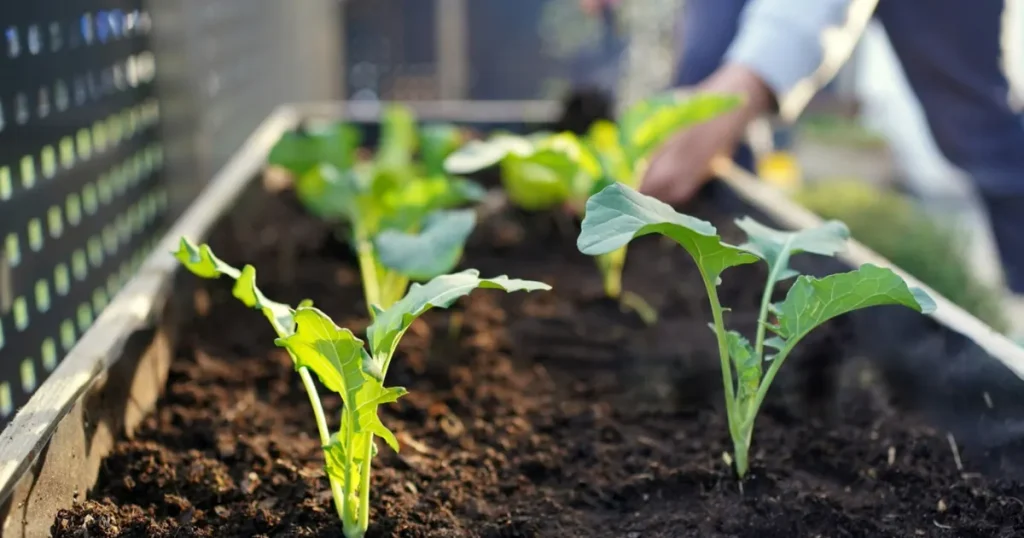 Healthy Cauliflower Seedlings in Containers