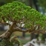 How To Start Bonsai Plants At Home In Telugu