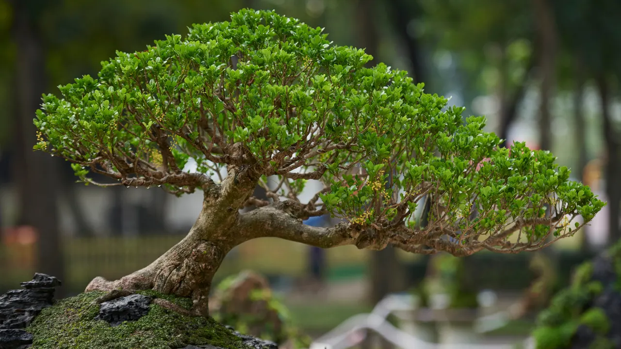 How To Start Bonsai Plants At Home In Telugu