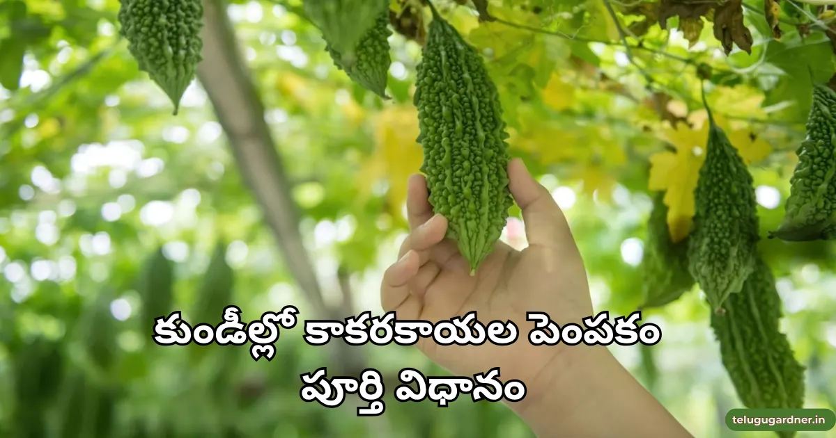 How to Grow Bitter Gourd telugu