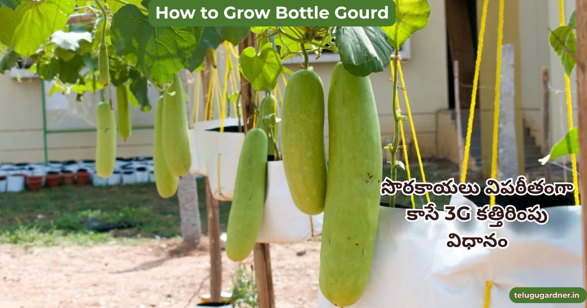 How to Grow Bottle Gourd telugu