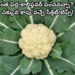 How to Grow Cauliflower in Telugu