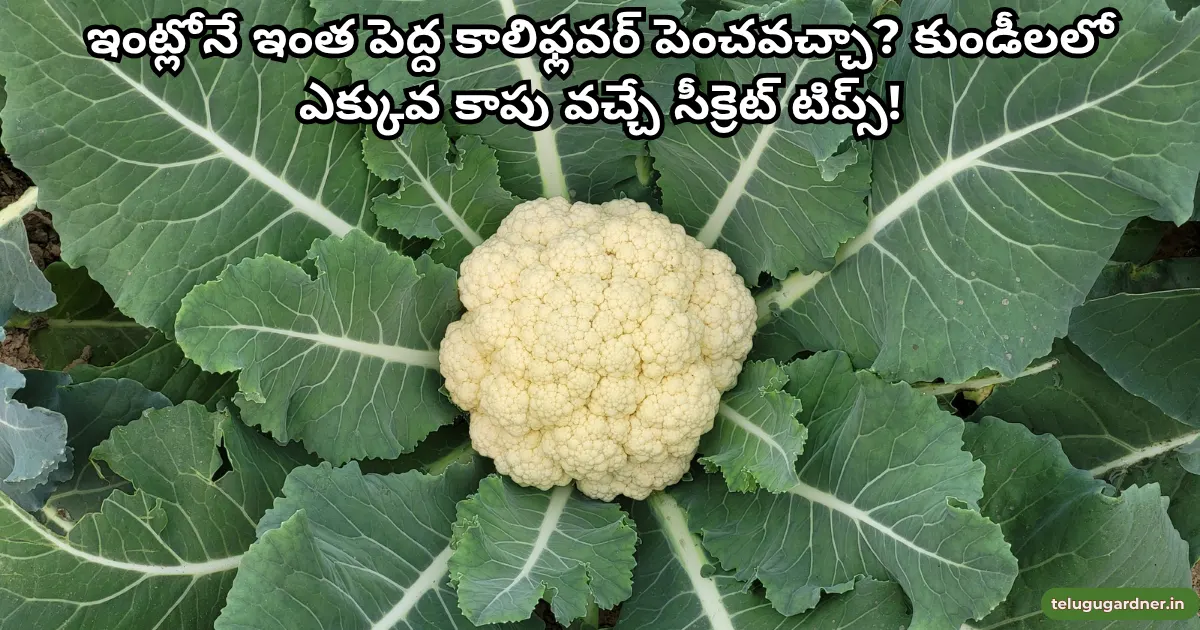 How to Grow Cauliflower in Telugu