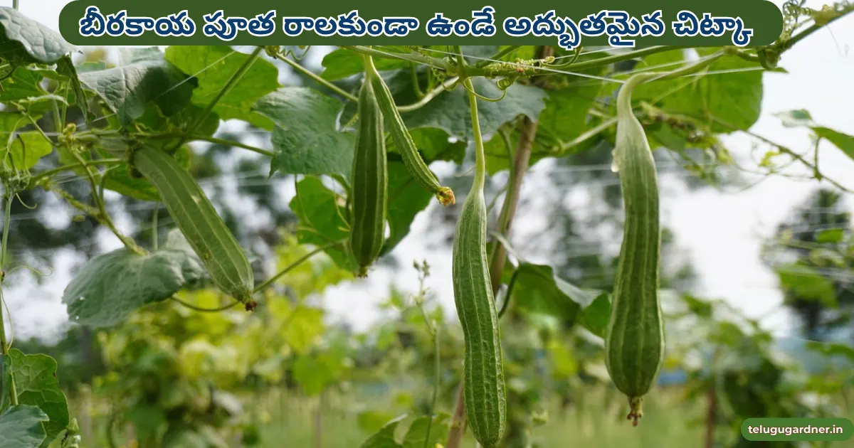 How to Grow Ridge Gourd Telugu