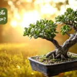 Jade Plant Bonsai