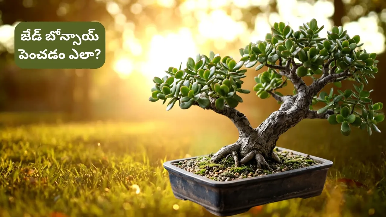 Jade Plant Bonsai