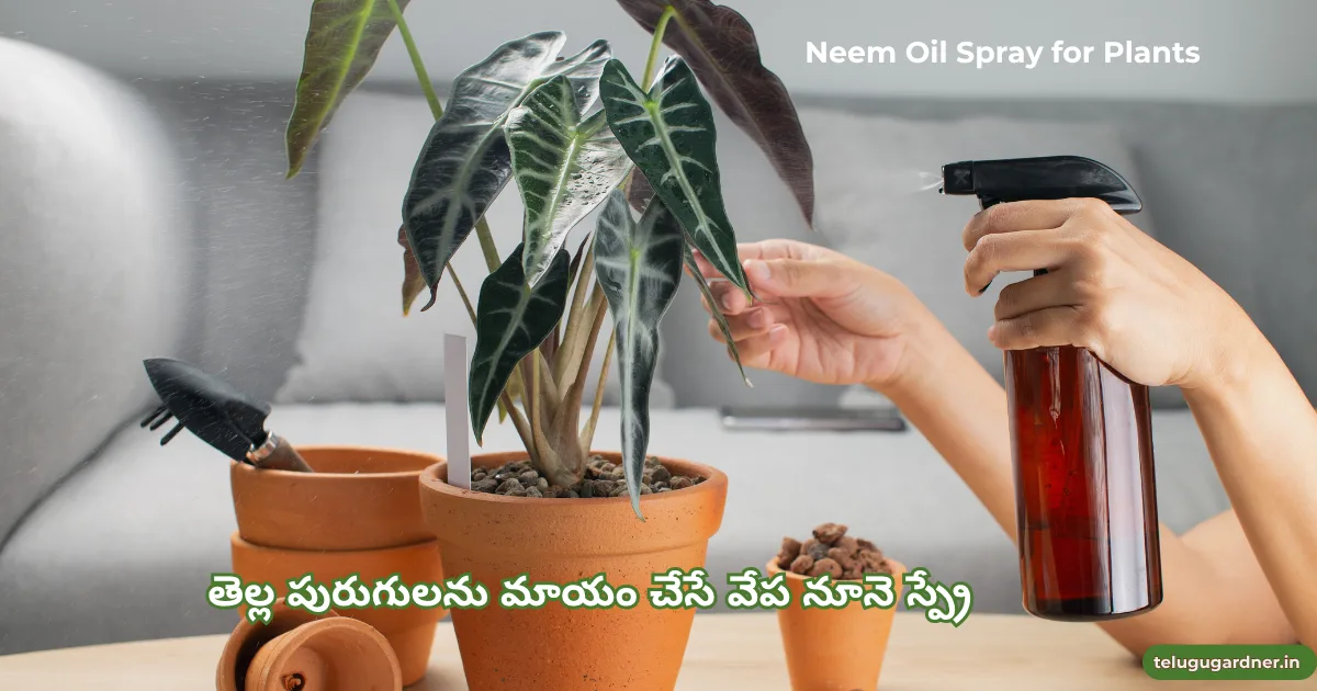 Neem Oil Spray for Plants Telugu
