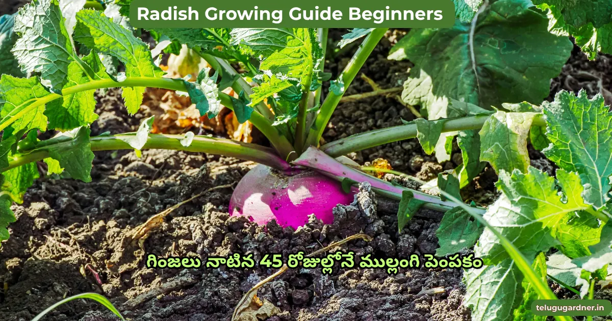 Radish Growing Guide Beginners Telugu