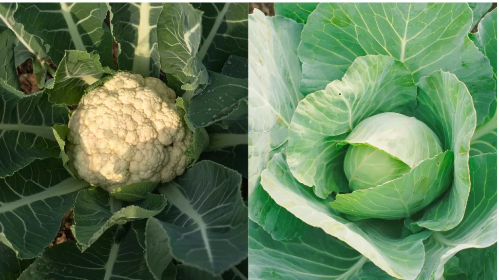 Winter Vegetable Cultivation Cauliflower And Cabbage